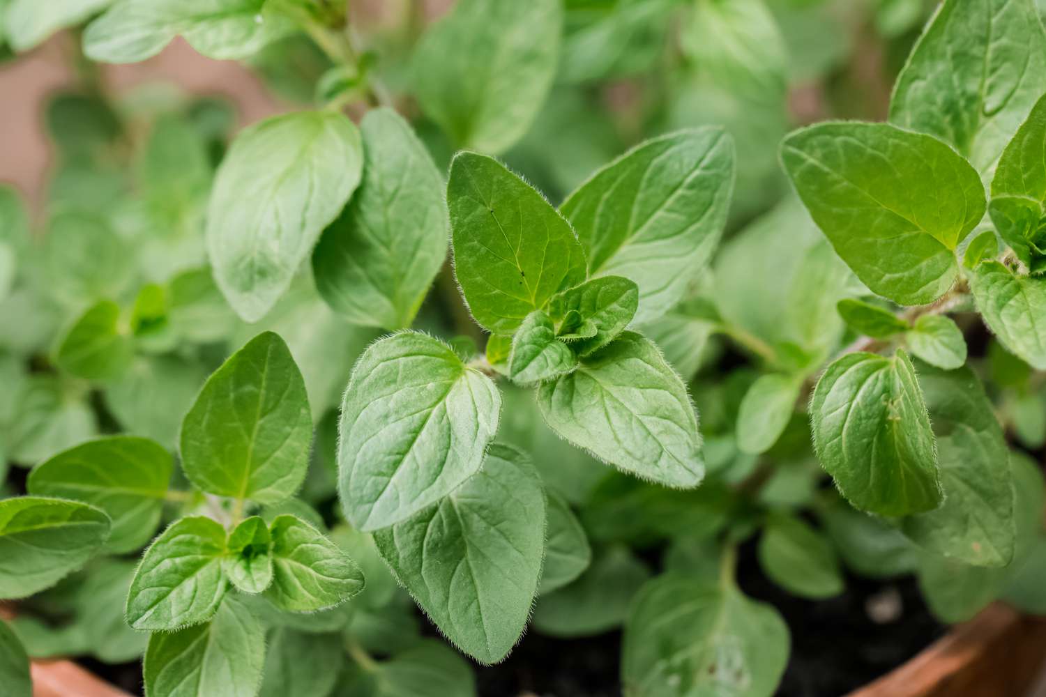 oregano oil for gut health